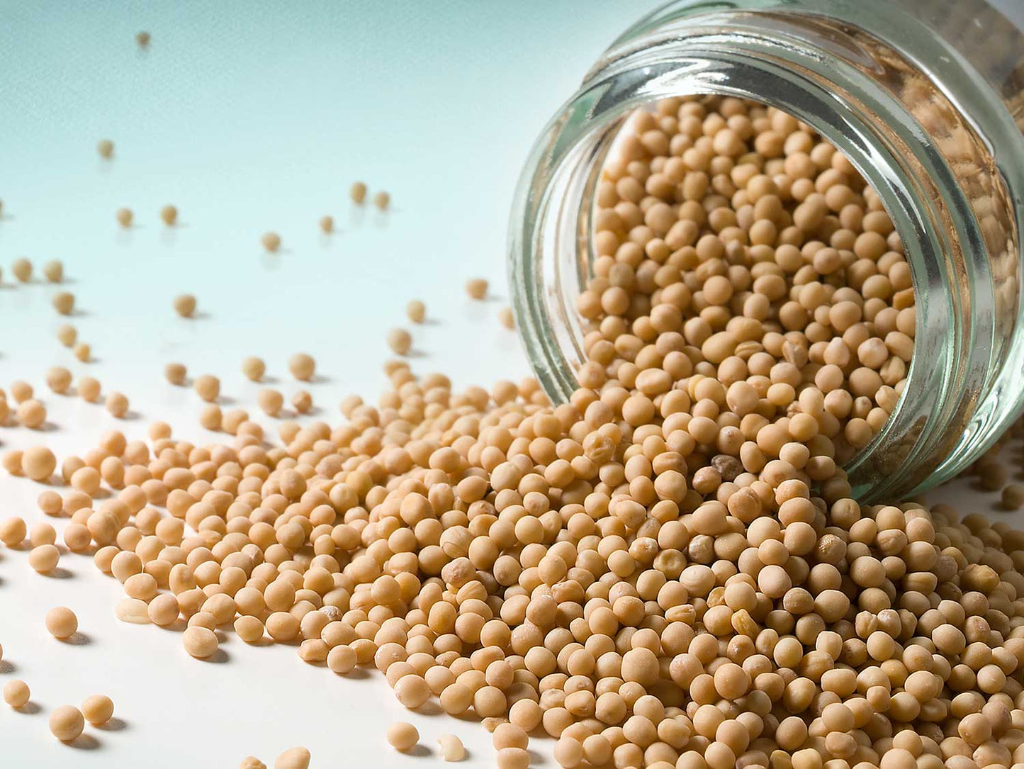 Žlutá hořčičná zrna 50g