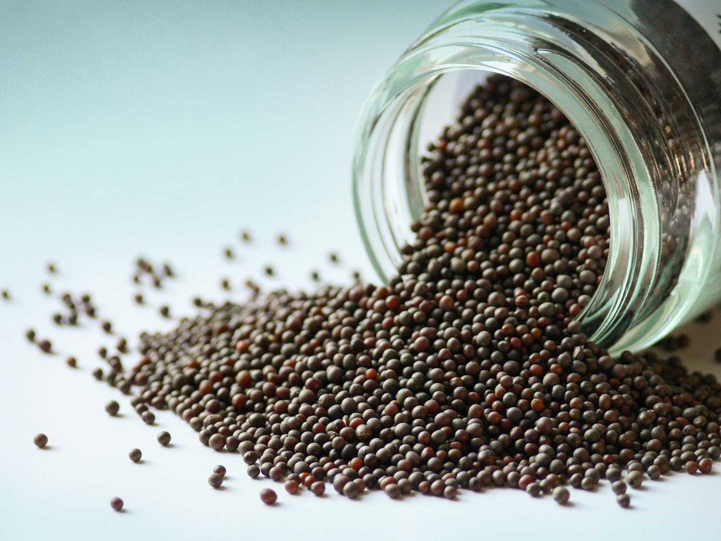 Zrna černé hořčice 50g